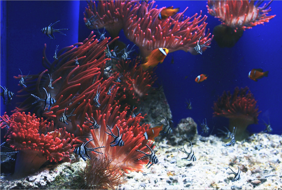 fish swim in an aquarium