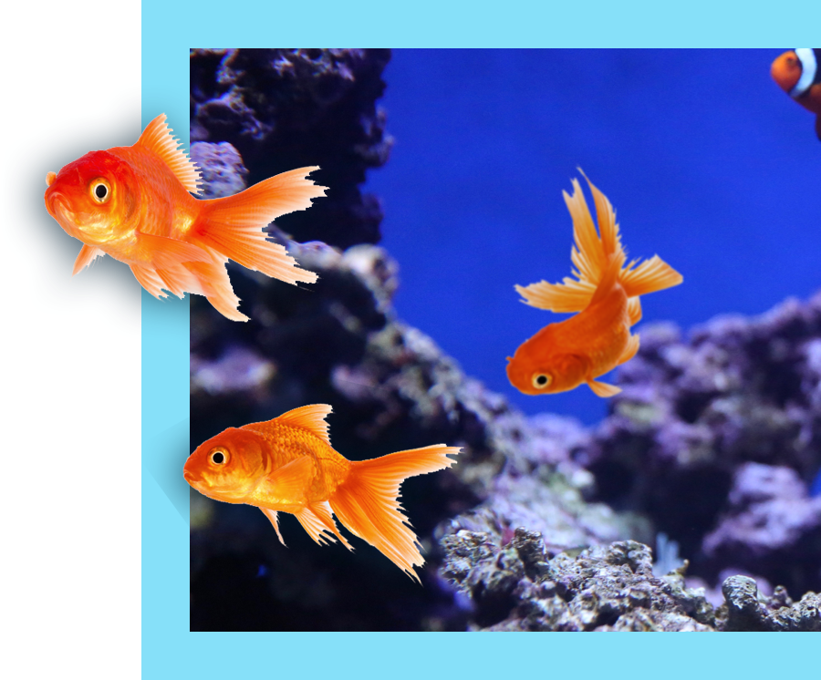goldfish swimming in an aquarium