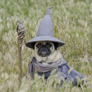 a pug dog is dressed as Gandalf from the Lord of the Rings by JRR Tolkien