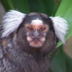 picture of a marmoset's face