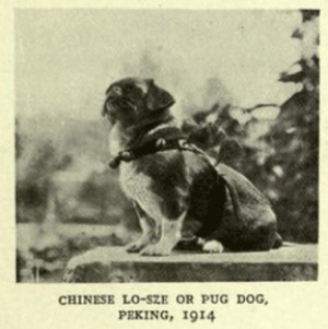 a pug in Peking, 1914