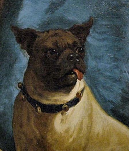 pug wearing Freemason collar